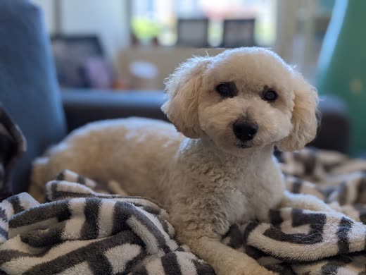 A cream-coloured poodle with a neat round face trim lying on a striped blanket