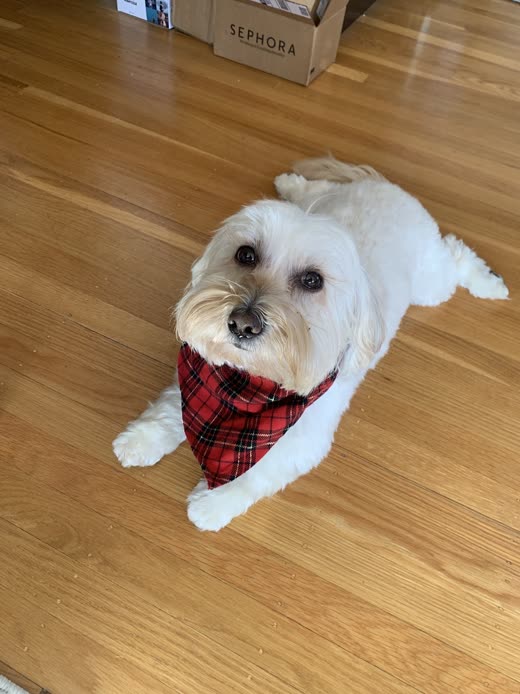 A freshly groomed white Maltese in a red plaid bandana on a wooden floor