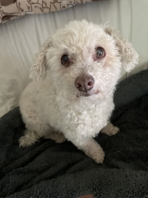 A white curly-coated small dog sitting on a dark blanket after a groom